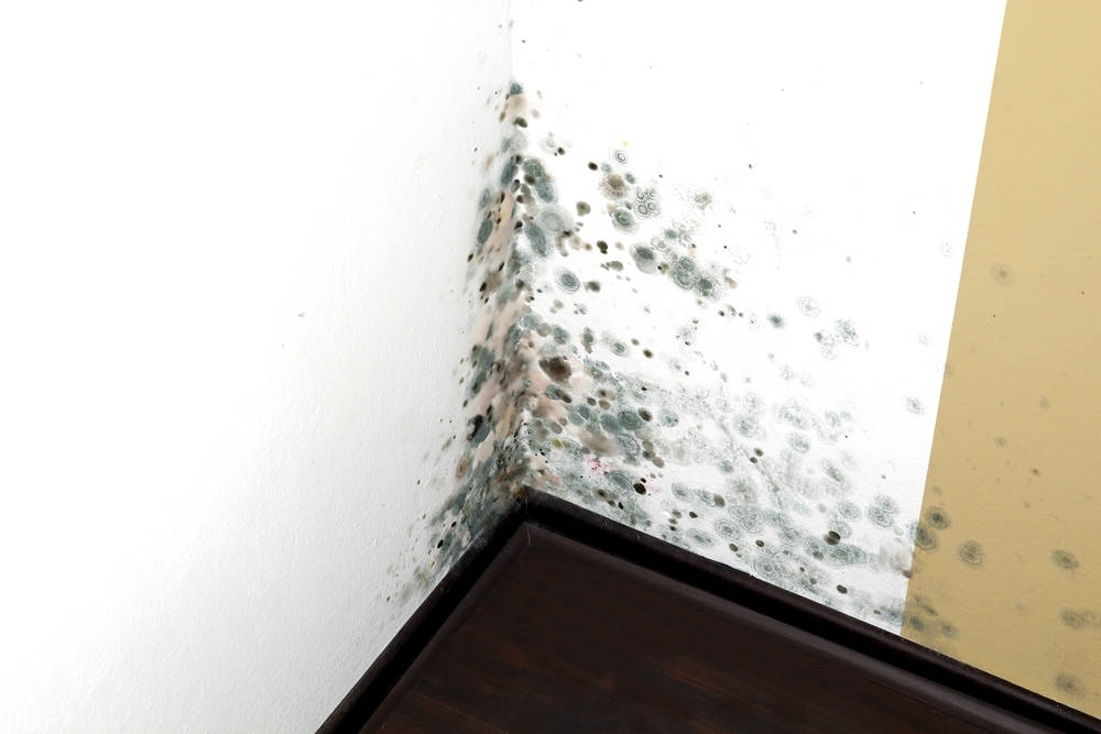 Eliminate Black Mold for a Healthier Environment | Tri Span Inc Waste Removal
